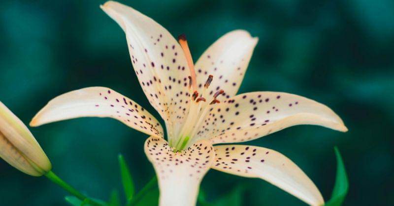 Pexels/Tat'yana Aleksandrovna